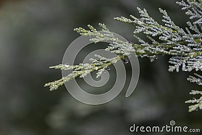 A wet twig of coniferous bushes with drops Stock Photo