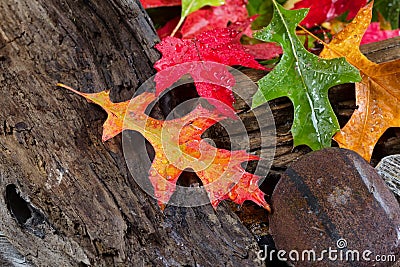 Wet Vibrant Autumn leaves on driftwood Stock Photo