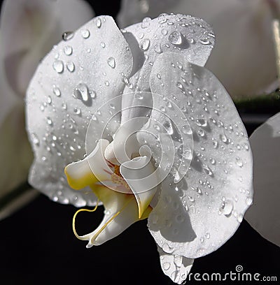 Wet white orchid Stock Photo