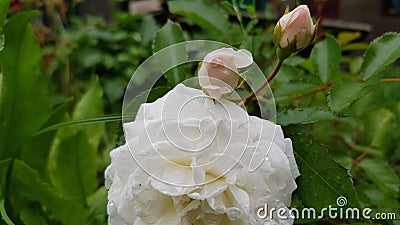 Wet white rose flower with rosebuds closeup on blurred background of green leaves. Delicate white with light pink tones blooming Stock Photo