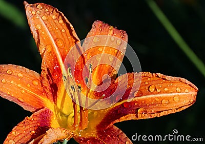 Wet Wild Orange Lily Stock Photo