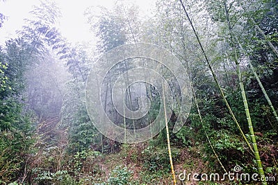 wet woods in mist rainforest in area of Dazhai Stock Photo