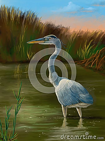 Wetland birds, blue heron Stock Photo