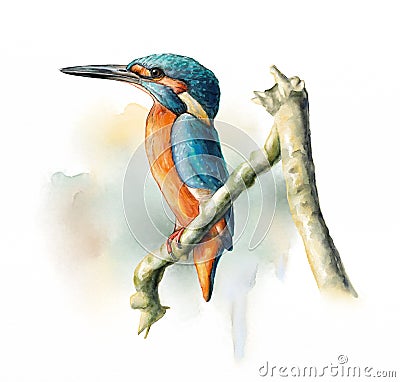 Wetland birds, King Fisher Stock Photo