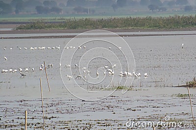Wetland Birds and Waders in a Lake Stock Photo