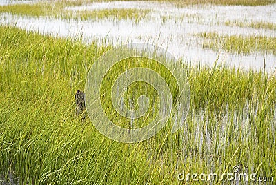 Wetland Conservation Stock Photo