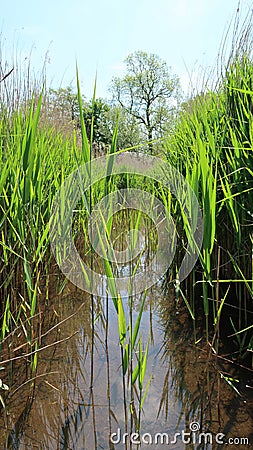 Wetland conservation area in England. Stock Photo