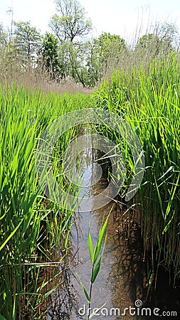 Wetland conservation area in England. Stock Photo