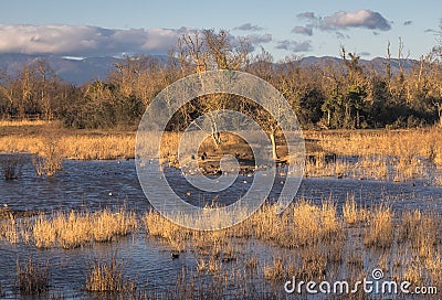 Wetland with different bird species at Aiguamolls d`Emporda Stock Photo