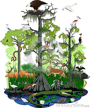 Wetland or Florida Everglades landscape with different wetland animals Vector Illustration