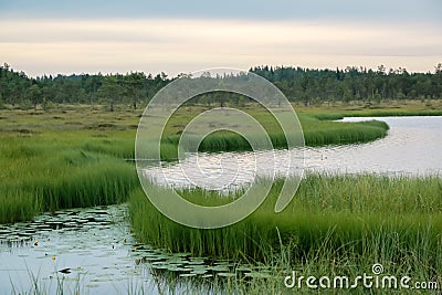 Wetland lake at a bog Stock Photo