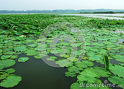 Wetland. lake water. water grass. lotus root. flowers. Stock Photo