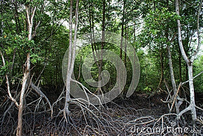Wetland Mangroves Stock Photo