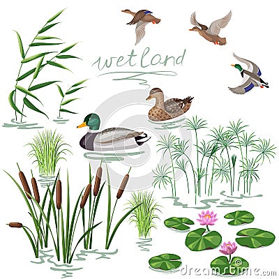 Wetland Plants and Ducks Set Vector Illustration