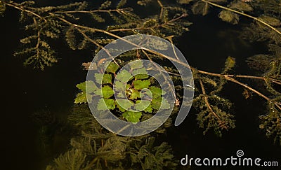 Wetland pond. Green freshwater algae Stock Photo