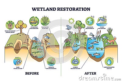 Wetland restoration and reviving ecosystems for environment outline diagram Vector Illustration