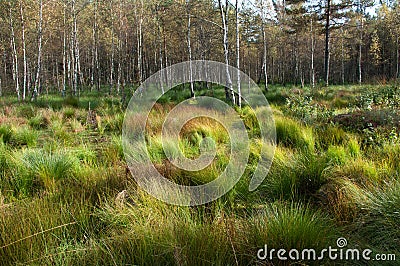 Wetland Stock Photo