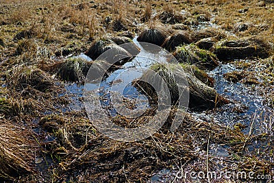 Wetland view. There is a lot of water in the grass. Stock Photo