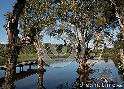 Wetlands Stock Photo