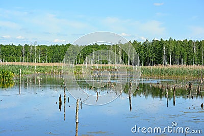 Wetlands in Belarus with the forest at sunny day. Stock Photo