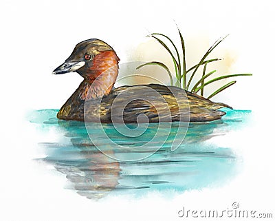 Wetlands birds, little grebe Stock Photo