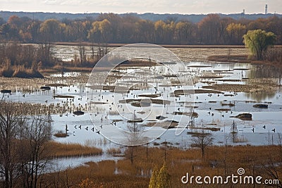 wetlands with busy community of birds, insects and other animals Stock Photo