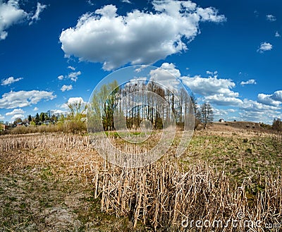 wetlands in early spring. reeds and trees with sky Stock Photo