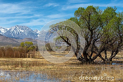 Wetlands in Owens Valley in California`s Eastern Sierra Stock Photo