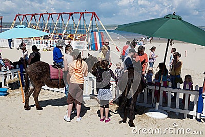 Weymouth beach Dorset, England. Donkey rides. Editorial Stock Photo