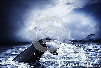 Whale Stock Photo