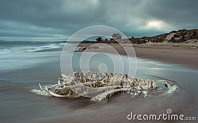 Decomposed beached whale bones with water and reflections. Stock Photo