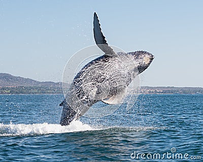 Whale breaching 3 Stock Photo