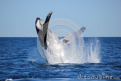 Whale Breaching Stock Photo