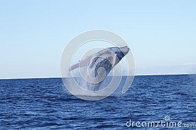 Whale Breaching Stock Photo