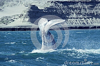 Whale calf tail, Argentina Stock Photo