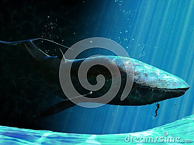 Whale and diver Stock Photo