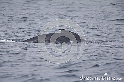 A whale diving down while seeing the back fin above water at Monterey Bay California. Stock Photo