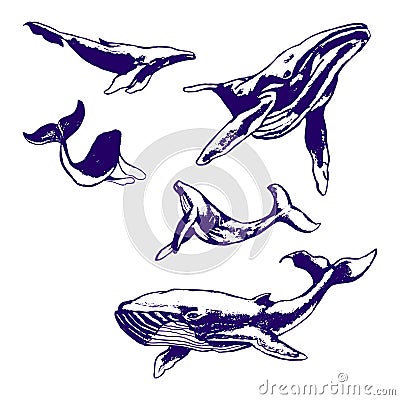 Whale drawing with a ballpoint blue pen Cartoon Illustration