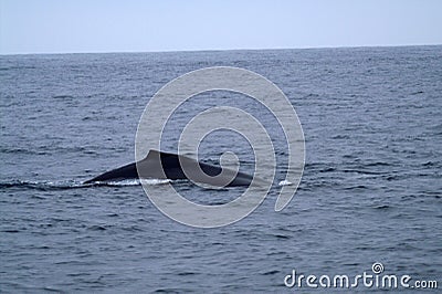 Short dorsal fin of the whale in the Pacific Ocean Stock Photo