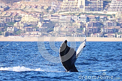 A whale flips its tail up after a leisurely dive Stock Photo