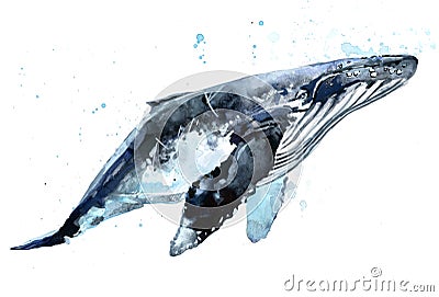 Whale. Humpback whale watercolor JPEG, PNG illustration. Cartoon Illustration