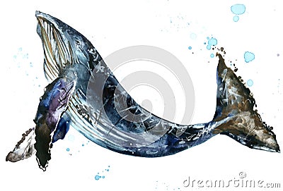 Whale. Humpback whale watercolor JPEG, PNG illustration. Cartoon Illustration