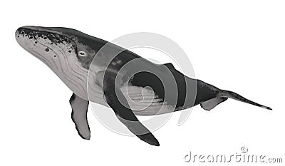 Whale Isolated Stock Photo