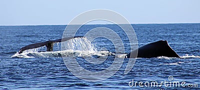 Whale at Los Cabos Mexico excellent view of family of whales at pacific ocean Stock Photo