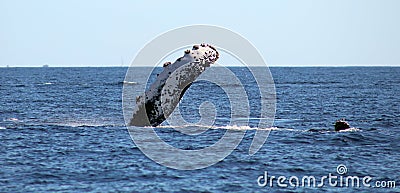 Whale at Los Cabos Mexico excellent view of family of whales at pacific ocean Stock Photo