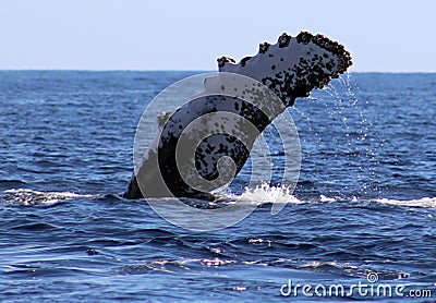 Whale at Los Cabos Mexico excellent view of family of whales at pacific ocean Stock Photo