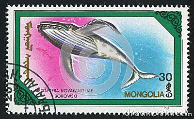 Whale Megaptera novaeangliae Editorial Stock Photo