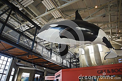 Whale, Monterey Aquarium Editorial Stock Photo