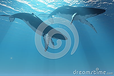 Whale Pair Stock Photo