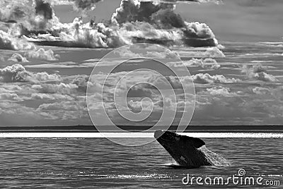 Whale Patagonia Argentina Stock Photo